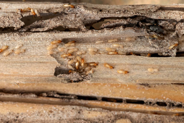 Best Spider Control Near Me  in Ypsilanti, MI