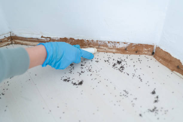 Best Ant Control Services  in Ypsilanti, MI